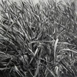 Grass_2011