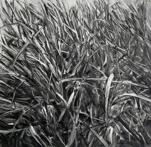 Grass_2011