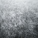 Lawn7