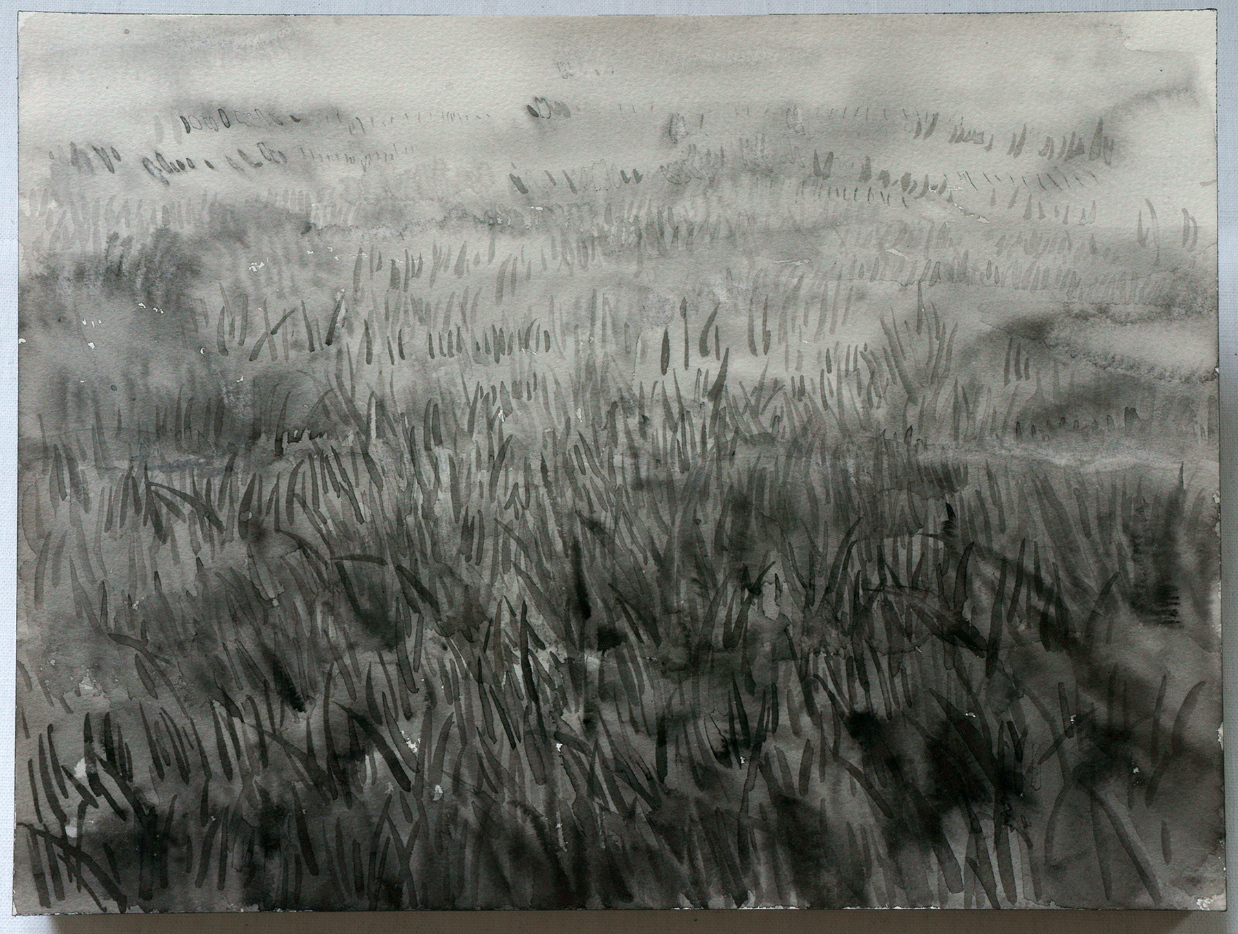Palomar_The Infinite Lawn