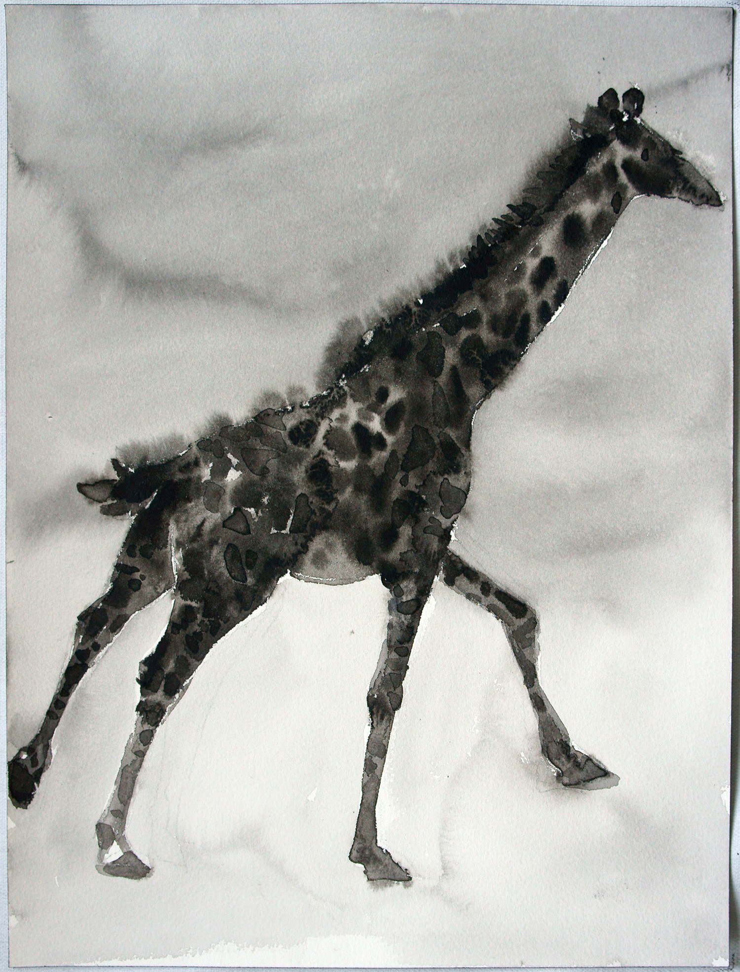 Palomar_The Giraffe Race