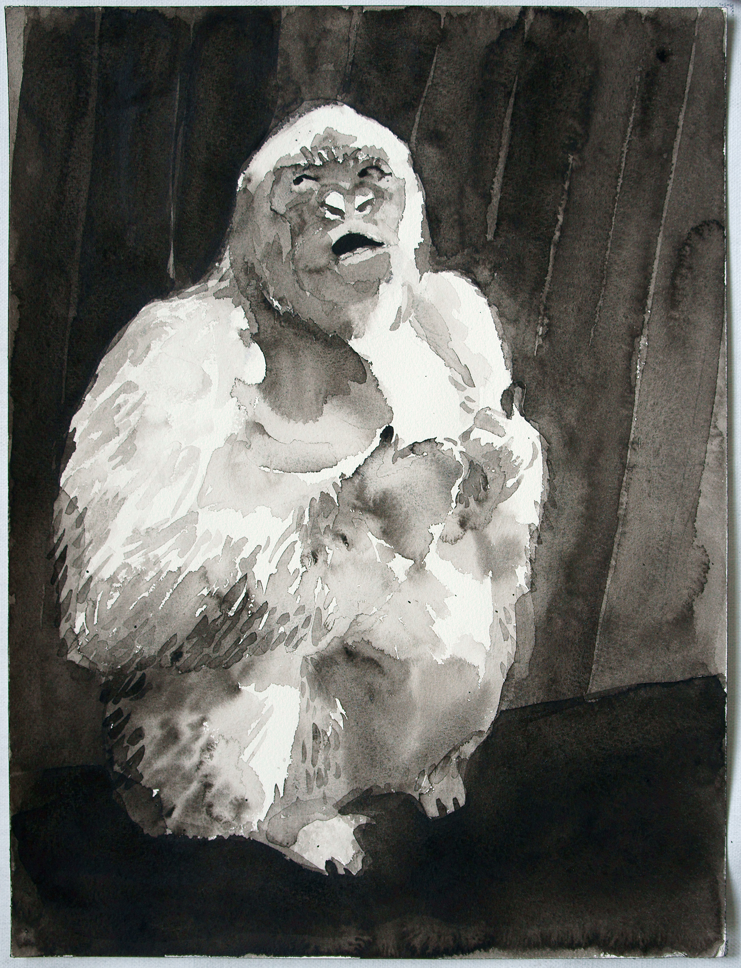 Palomar_The Albino Gorilla