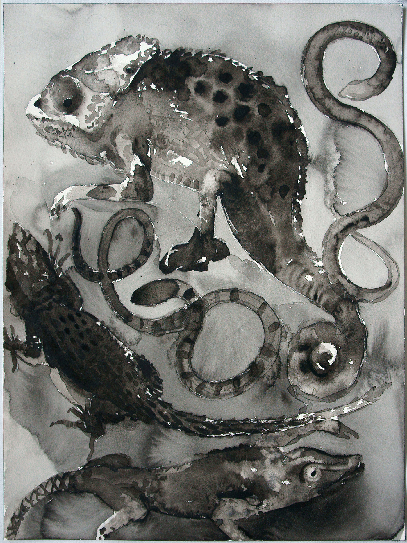 Palomar_The Order Squamata