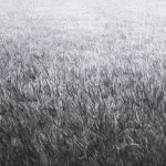 The Infinite Lawn