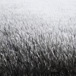 Grass 2018 110x200cm